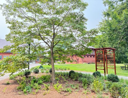 Two New Gardens in Harriet’s Backyard